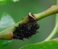 Salix gracilistyla 'Melanostachys'