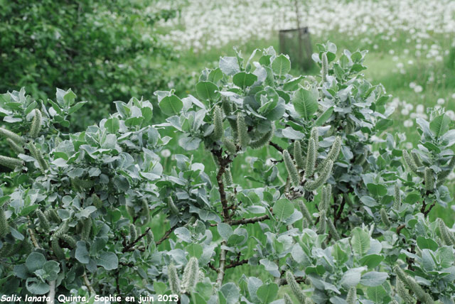Salix lanata