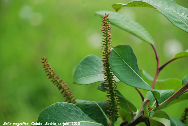 Salix magnifica