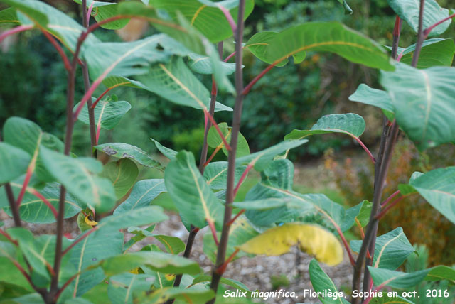 Salix magnifica