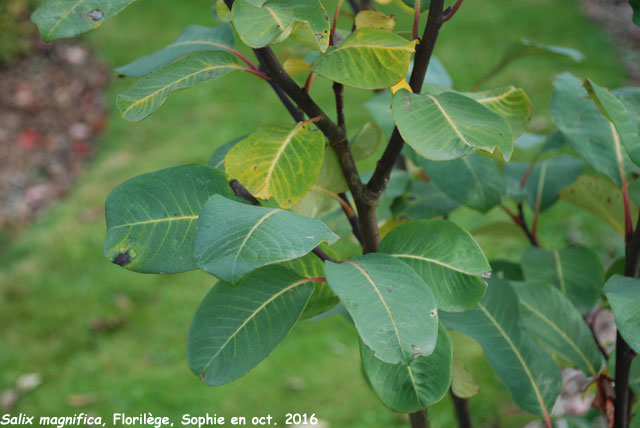 Salix magnifica