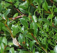 Salix myrsinites