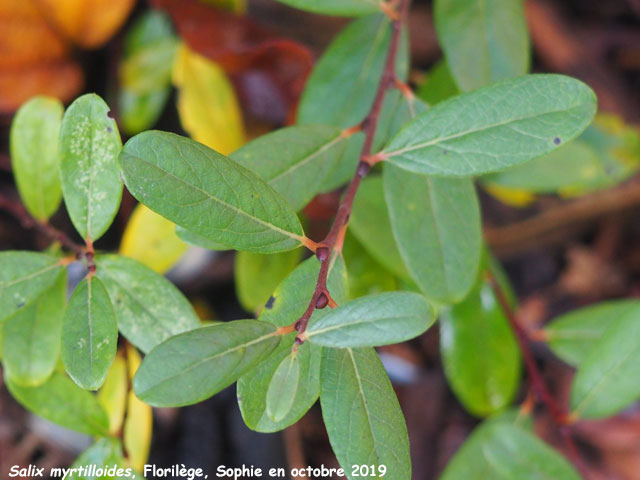 Salix myrtillioides