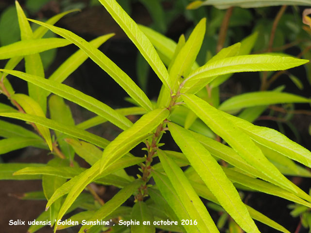 Salix udensis 'Golden Sunshine'