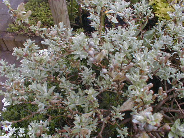 Salix helvetica