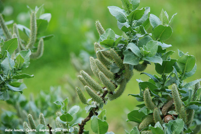 Salix lanata