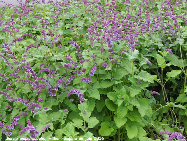 Salvia amplexicaulis