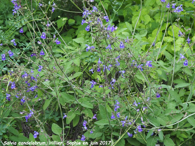 Salvia candelabrum