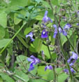 Salvia candelabrum