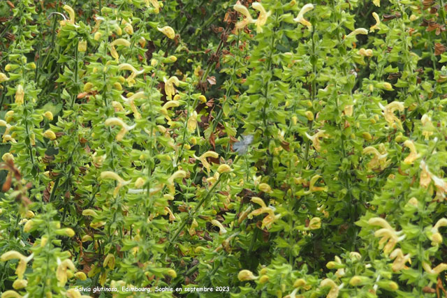 Salvia glutinosa