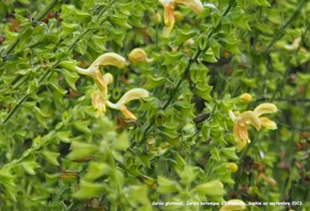 Salvia glutinosa