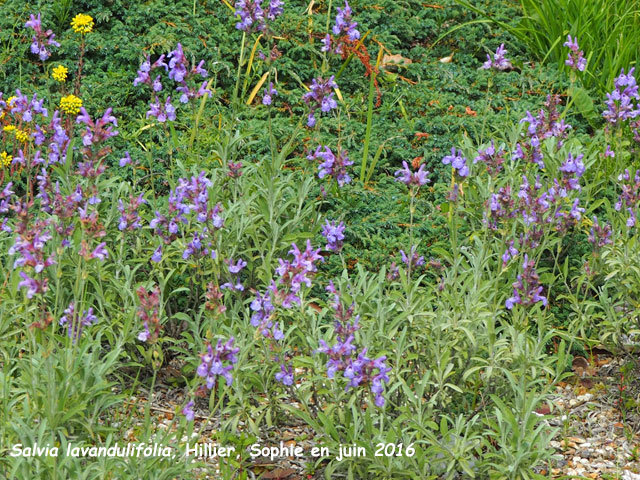 Salvia lavandulifolia