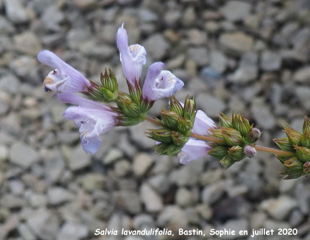 Salvia lavandulifolia