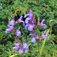 Salvia lavandulifolia