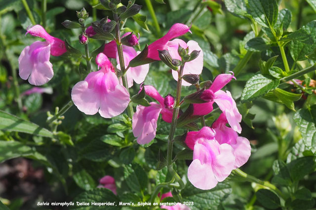 Salvia microphylla 'Delice Hesperides'