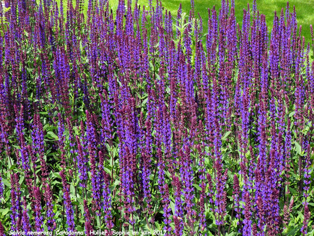 Salvia nemorosa 'Caradonna'