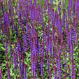 Salvia nemerosa 'Caradonna'