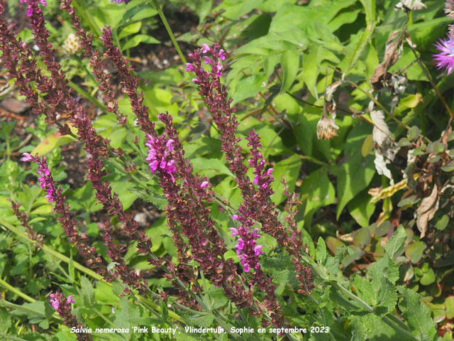 Salvia nemerosa 'Pink Beauty'