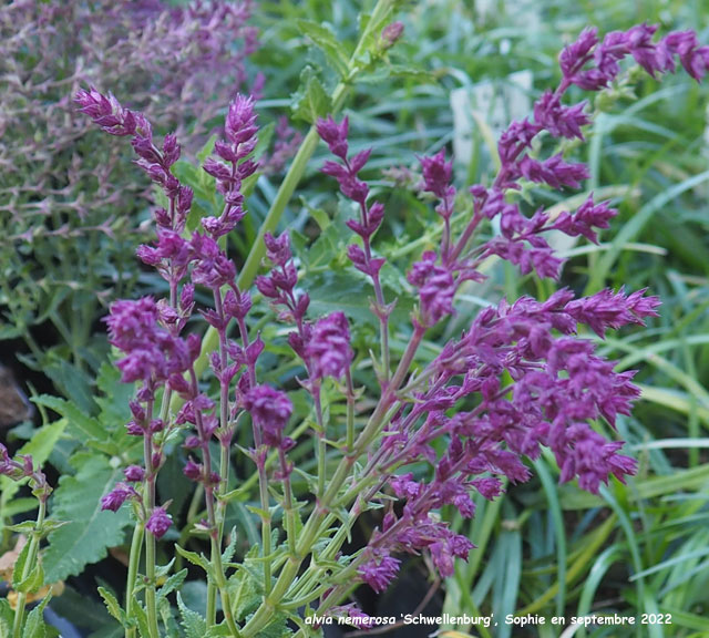 salvia nemerosa 'Schwallenburg'