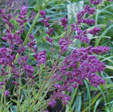 Salvia nemerosa 'Schwellenburg''