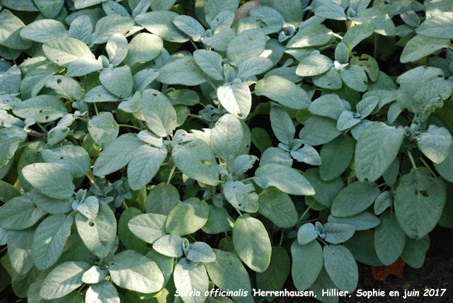 Salvia officinalis 'Berggarten'