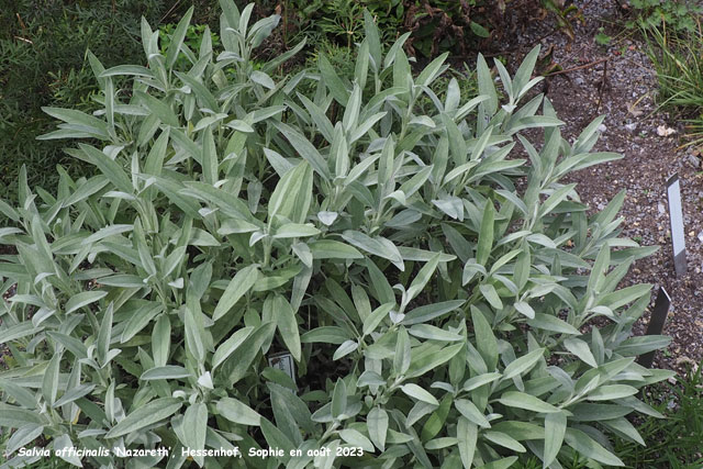 Salvia officinalis 'Nazareth'