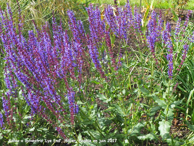 Salvia sylvestris 'Lye End'