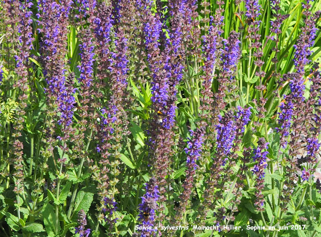 Salvia nemerosa 'Mainacht'