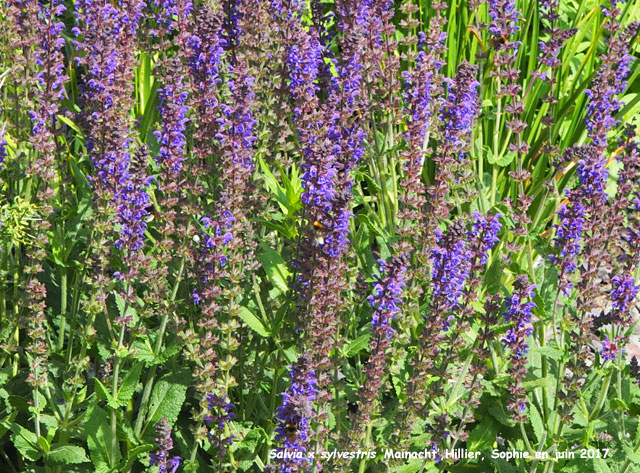 Salvia x sylvestris 'Mainancht'