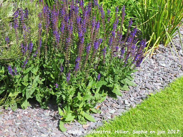 Salvia x sylvestris 'Mainacht'