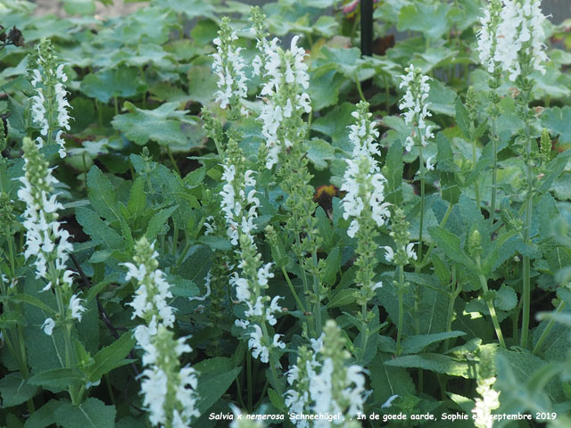 Salvia x sylvestris 'Schneehügel'