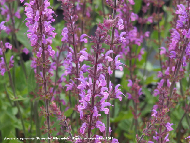 Salvia x sylvestris 'Serenade'