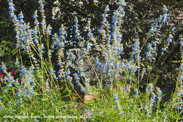 Salvia uliginosa