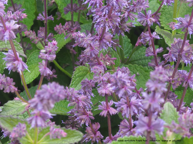 Salvia verticillata 'Purple Rain'