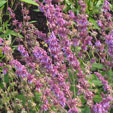 Salvia verticillata 'Purple Rain'