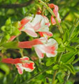 Salvia x jamensis 'Belle de Loire'