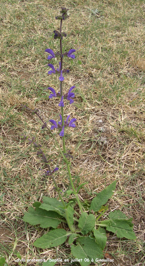 Salvia pratensis