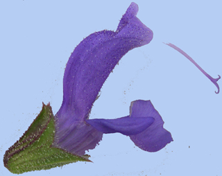 Salvia pratensis