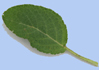feuille de Salvia pratensis
