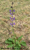 Salvia pratensis