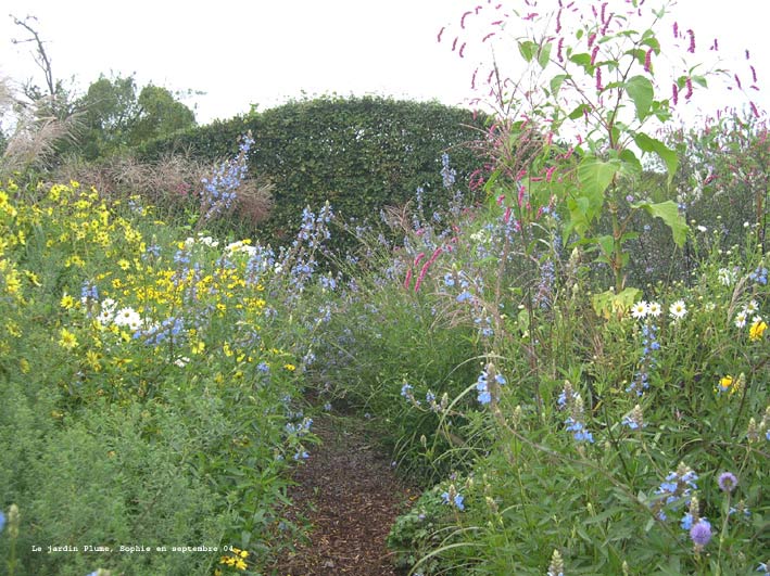 Salvia uliginosa  