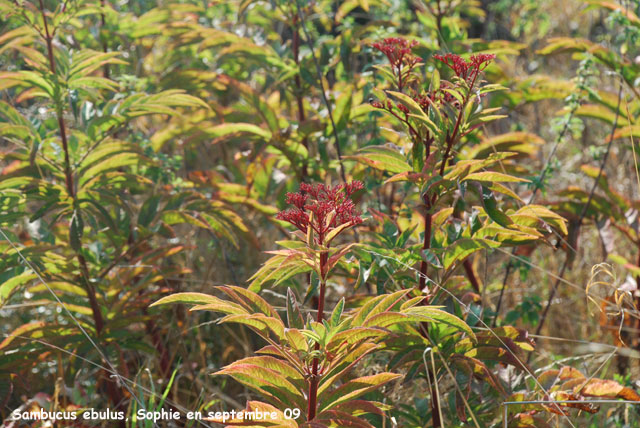 Sambucus ebulus