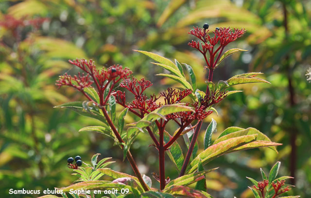 Sambucus ebulus