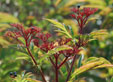 Sambucus edulus