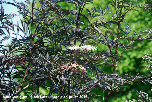 Sambucus nigra 'Black Lace