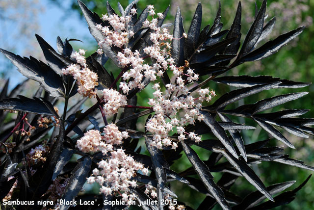 Sambucus nigra 'Black Lace