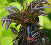 Sambucus nigra 'Black Tower'