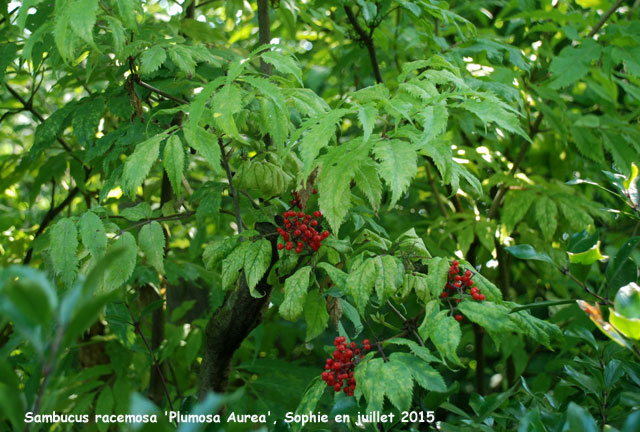 Sambucus racemosa 'Plumosa Aurea'