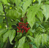 Sambucus racemosa 'Plumosa Aurea'