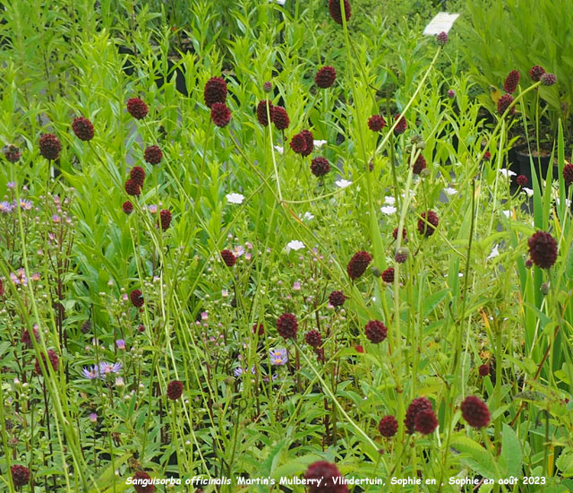 Sanguisorba officinalis 'Martin's Mulberry'